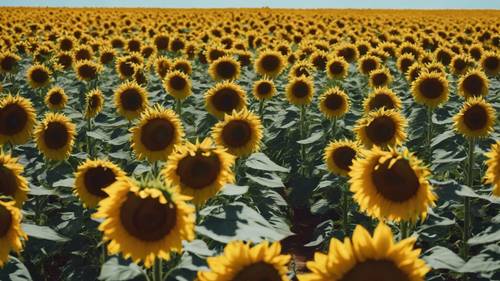 A July sunflower field in full bloom, stretching until the horizon under a clear blue sky.
