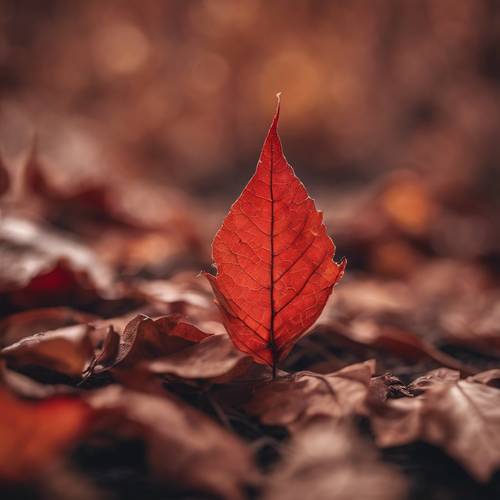一张红色秋叶的特写图像，边缘逐渐变成棕色。