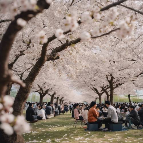 Ein weißer Kirschblütenbaum während des Kirschblütenfests mit Menschen, die darunter picknicken.