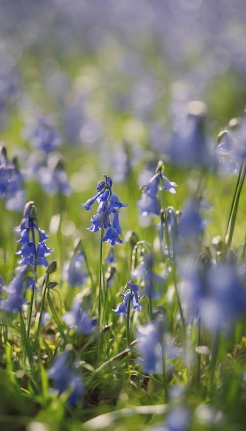 A field of Bluebells swaying in the gentle spring breeze Tapeta [74589ac4a6ae4a03aff8]