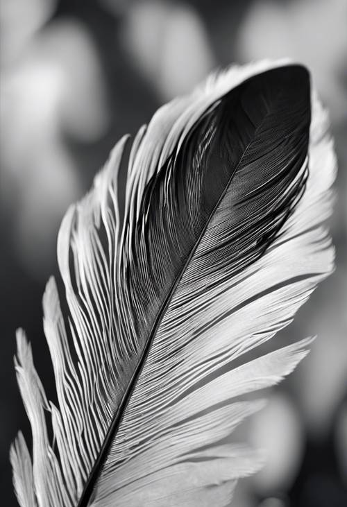 Une image photoréaliste d’une plume noire et blanche, montrant les motifs et textures complexes.