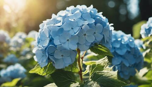 ดอกไฮเดรนเยียสีฟ้าน่ารักบานสะพรั่งอาบแสงแดดอันอบอุ่นในฤดูใบไม้ผลิ