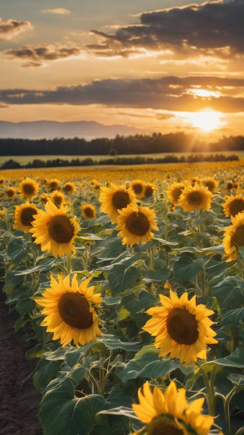 Matahari terbit pagi mengintip di atas ladang bunga matahari kuning cerah.