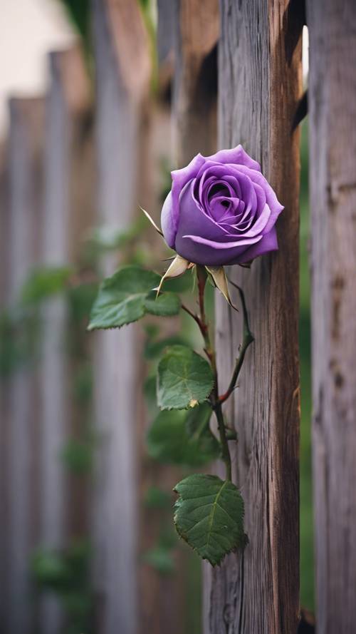 A purple rose growing on a vine entwined on a green wooden fence.