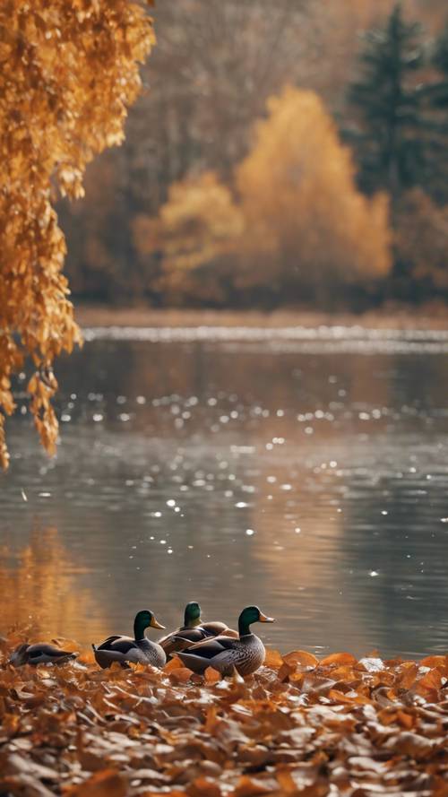 가을의 분주한 호수의 스냅샷입니다. 수면 위를 빠르게 날아다니는 오리, 물 위에 떠다니는 주황색과 갈색 나뭇잎, 공기의 차가움.