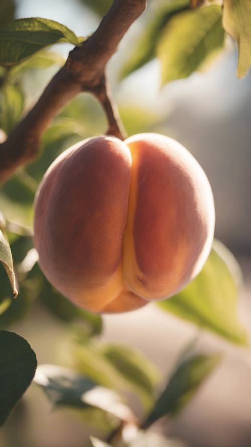 A close-up image of a large juicy peach in bright sunlight.