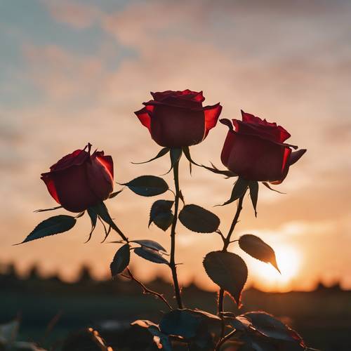 一对玫瑰在夕阳的映衬下相互缠绕，象征着爱情。