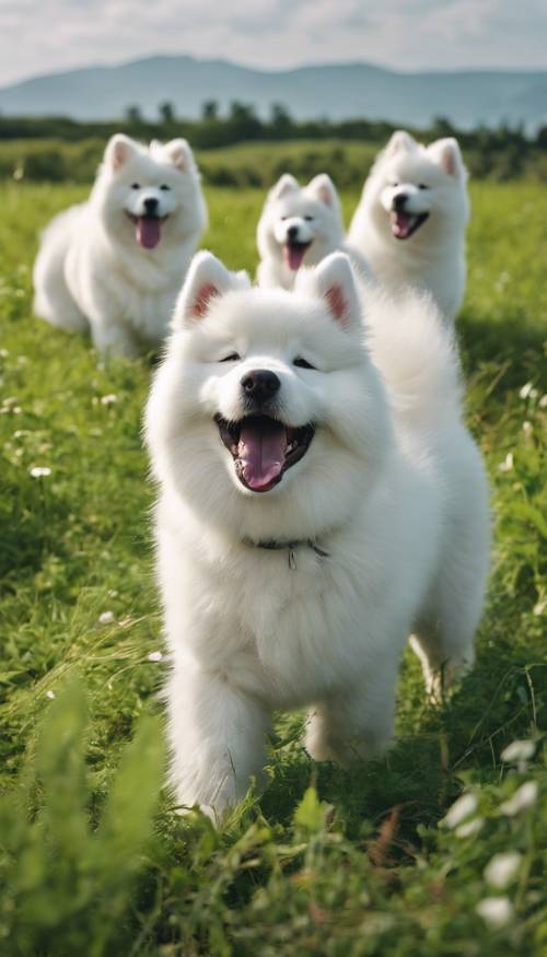 Um grupo de cães Samoiedos brancos brincando alegremente em um campo verdejante.