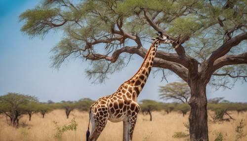 A remarkably tall giraffe stretching its neck to nibble from the topmost branches of an acacia tree under a vivid blue sky.