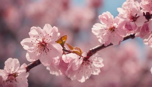 春の風景に咲く桜の柄、薄いピンクと濃いピンクの花びら