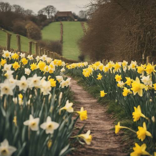 A tranquil scene featuring an abundance of vintage daffodils blooming at the side of an idyllic country lane in spring.