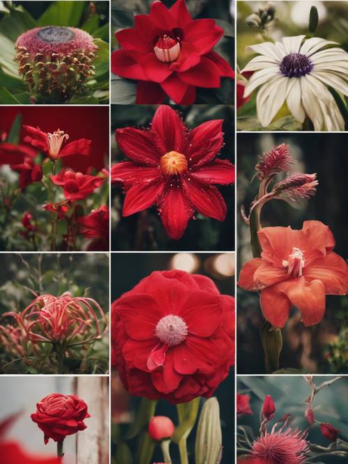 Un collage sur le thème rouge présentant une variété de fleurs exotiques.