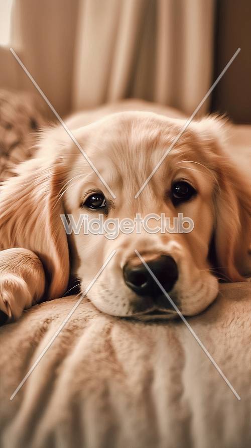 Şirin Golden Retriever Köpek Yavrusu Yakın Çekim