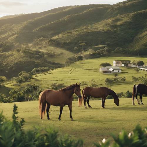 Eine malerische Farm in den sanften Hügeln von Puerto Rico mit grasenden Paso Fino Pferden