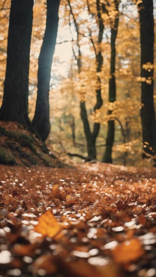 A secluded forest in the peak of fall, the undergrowth carpeted with fallen leaves.