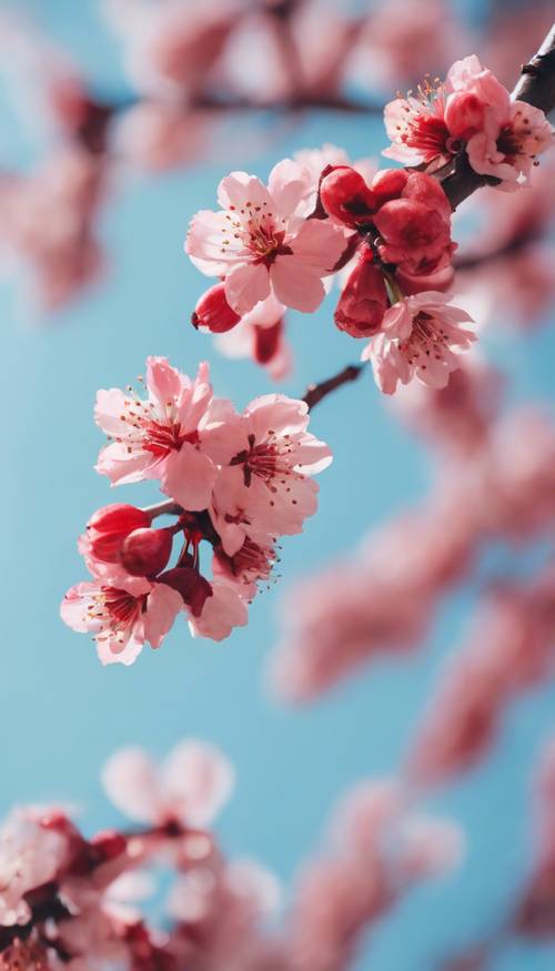 近距离观察盛开着鲜红樱花的树枝，映衬着柔和的蓝天。