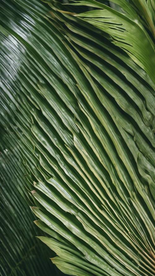 A rainforest canopy view focusing on the wave-like pattern of giant palm leaves.