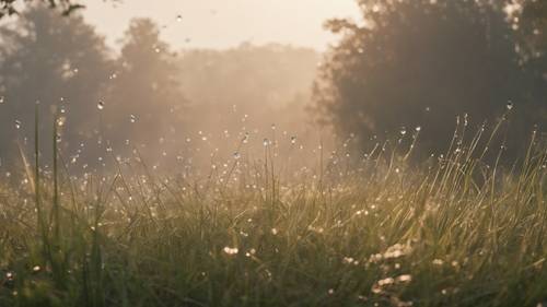 Der Blick aus einem Park im Morgengrauen, Nebel zieht über das Gras, auf dem der Morgentau noch glitzert.