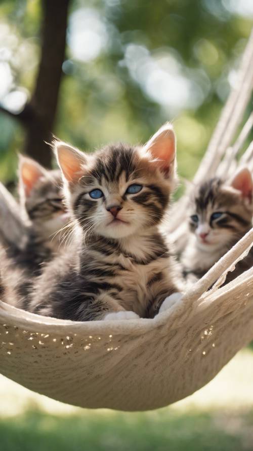 مجموعة من القطط المرحة تغفو في أرجوحة شبكية تحت شجرة، لتبرد من نسيم الصيف الحار.