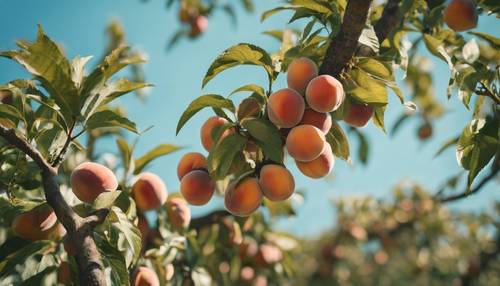 עץ אפרסק מלא אפרסקים בשלים מנוגדים לשמים כחולים צלולים.