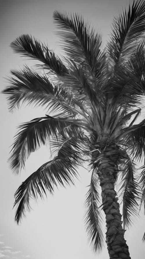 A black and white image of an aged palm tree gently swaying in the wind.