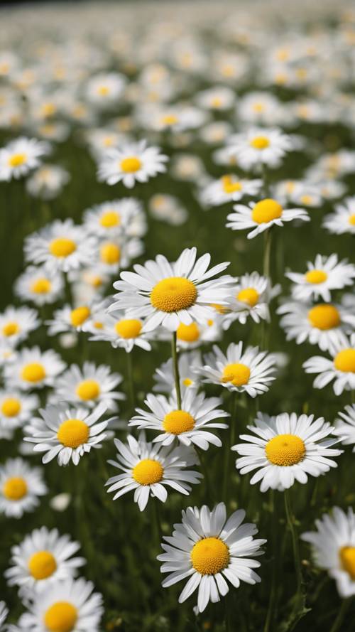 The flourish of spring in the French country represented by fields blanketed with delicate daisies.