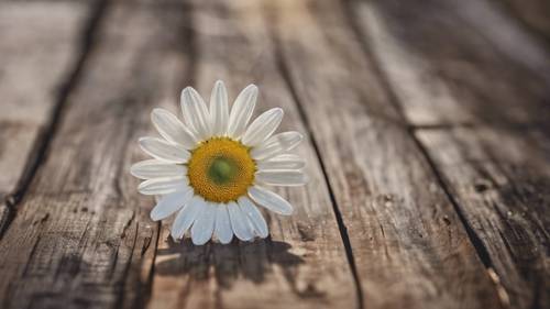 Setangkai bunga aster pucat dengan latar belakang kayu pedesaan, dengan kutipan tenang tertulis di kelopaknya.