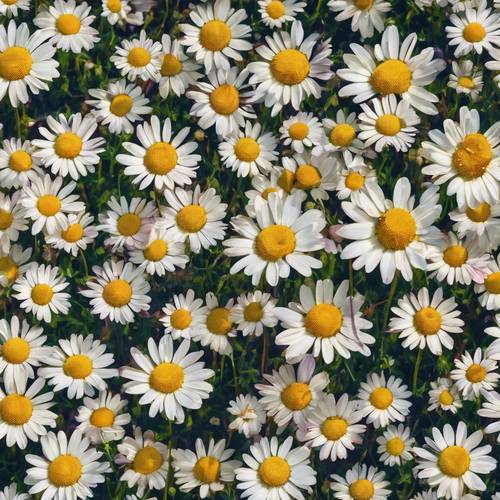 A bird's-eye view of a daisy meadow under the bright afternoon sun, layered over a preppy, vibrant, multicolored tartan print. Tapeta [14765a670c1f4a728a57]