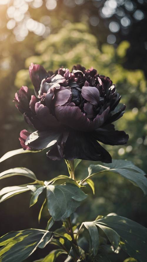 A beautiful black peony in full bloom photographed on a sunny afternoon with a blurred background.
