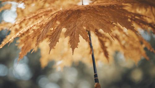 Mükemmel bir şemsiyeye benzeyen altın yapraklı bir Japon akçaağacı