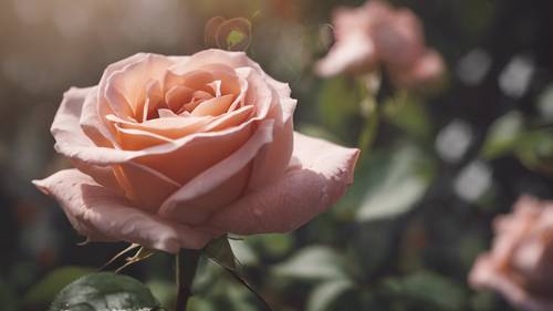 Uma única rosa desabrochando em um jardim com &quot;Eu sou linda&quot; escrito nas pétalas.