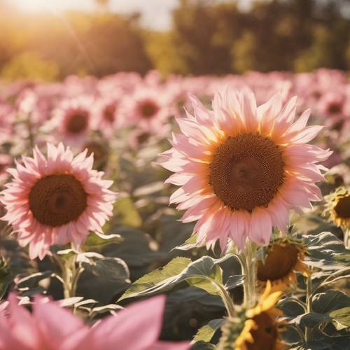 Bunga matahari merah muda dan emas di padang rumput luas yang bermandikan sinar matahari.