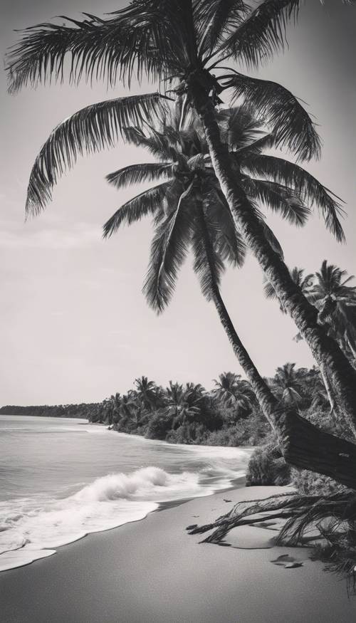 ภาพขาวดำของชายหาดเขตร้อนโดยมีต้นปาล์มสีเข้มอยู่ในโฟกัสเพื่อให้ความรู้สึกวินเทจ