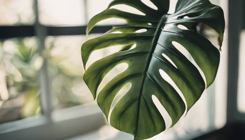 ورقة نبات مونستيرا مورقة بنقوش بوهو، تستمتع بأشعة الشمس الاستوائية بجوار نافذة مفتوحة.