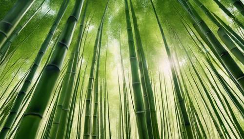 一片宁静的竹林在芳香的森林中轻轻摇曳，阳光照射着它们的绿色躯体