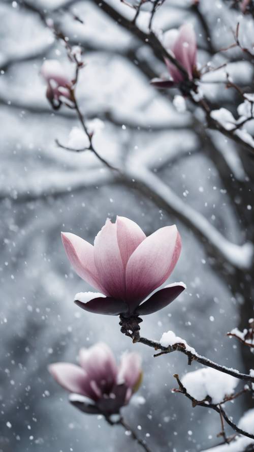 Stunning contrast of a black magnolia against a snowy landscape during winter's final throes.