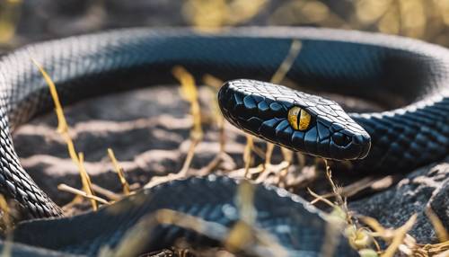 Gros plan sur un serpent noir avec des rayures jaunes, sifflant en signe d&#39;agressivité.