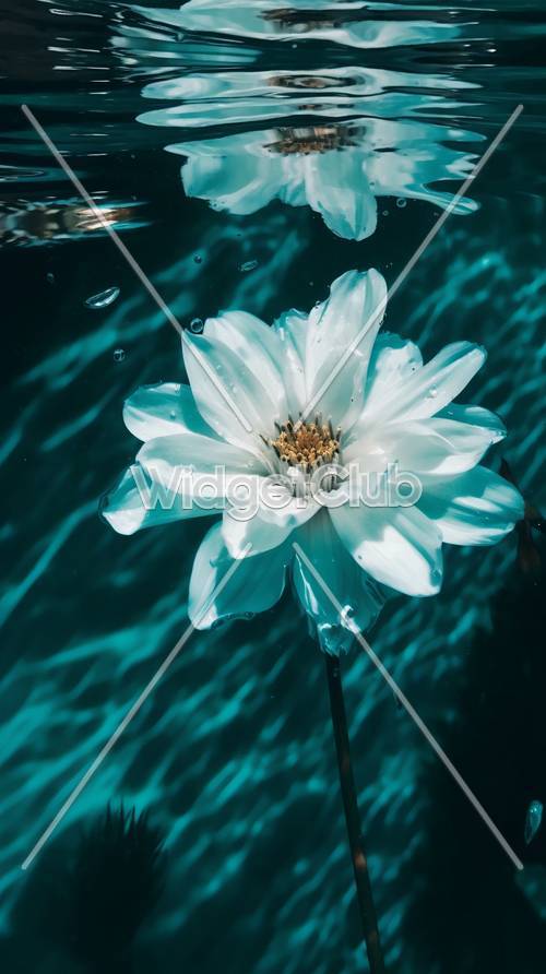 פרח צף על ניצוצות מים