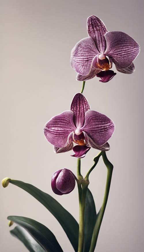 Un&#39;illustrazione botanica moderna di un&#39;orchidea esotica, con i suoi petali intricati e i colori intensi, su uno sfondo minimalista.