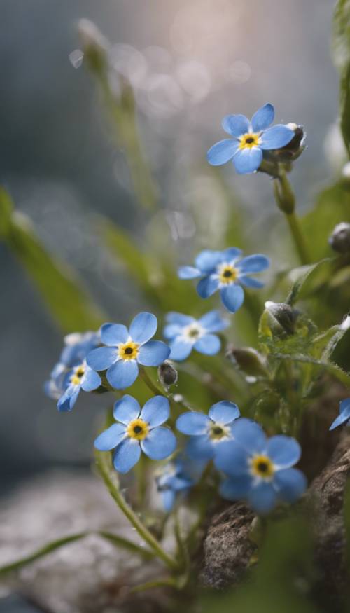 Zarte Vergissmeinnicht mit blauen Blütenblättern und weißen Zentren wachsen am Ufer eines Flusses