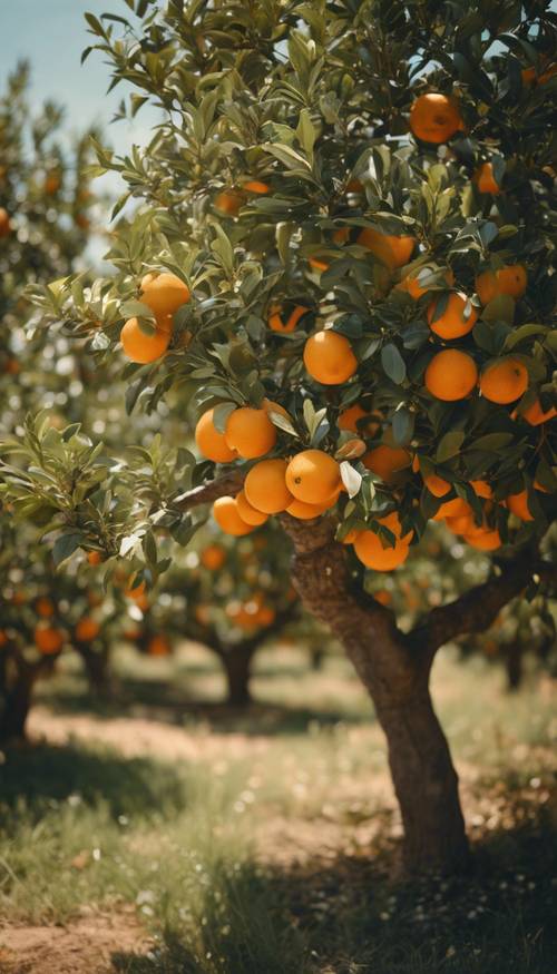 A mature orange tree heavy with ripe, juicy fruit, standing in the middle of a flourishing orchard, bathed in warm afternoon light. Behang [9f7059b29a7848fc81d0]