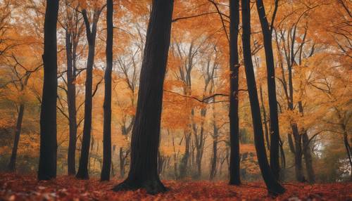 Uma floresta repleta de cores outonais: uma mistura de folhas laranja, vermelhas e amarelas contrastando com os robustos troncos marrons.