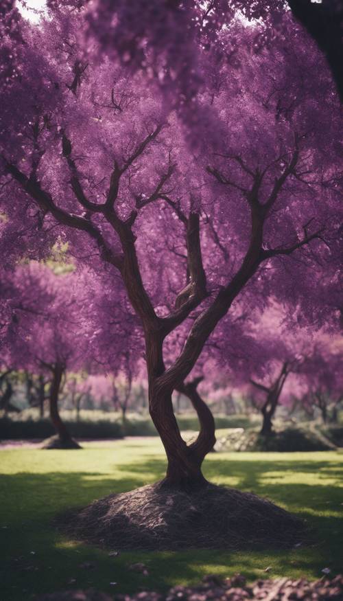 A number of saplings of purple trees growing in a meticulously maintained garden. Wallpaper [b4b0c7fc85a746a2b73a]