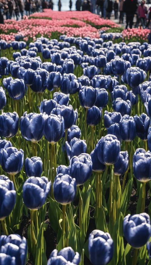 A sea of navy blue tulips under the clear skies of Amsterdam.