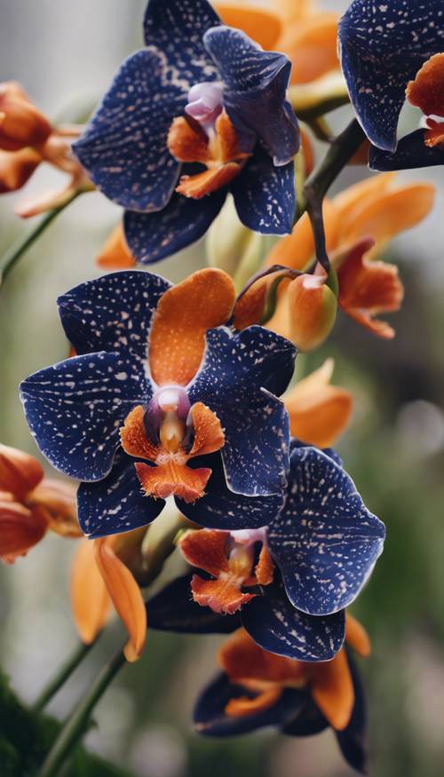 Eine Ansammlung marineblauer und orangefarbener Orchideenblüten in voller Blüte.