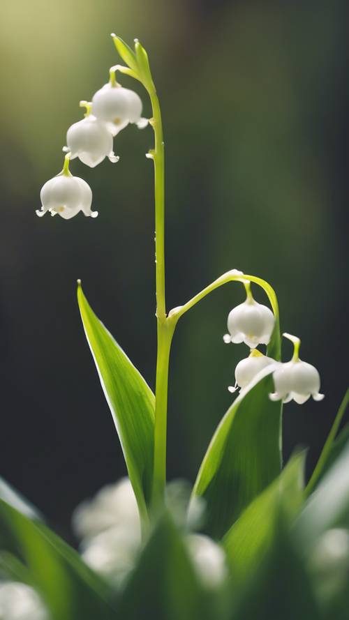 A shallow depth of field photograph of singular Lily of the Valley in the woods.