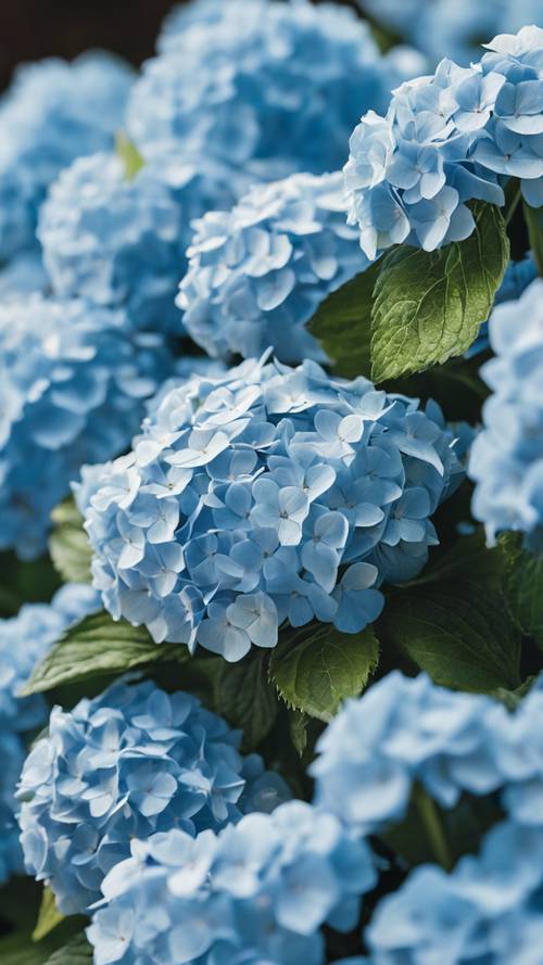 Close-up view of a group of soft blue hydrangeas soaking up the sunlight in spring.