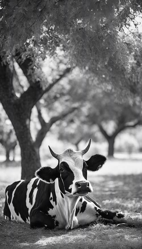 Uma vaca manchada de preto e branco deitada preguiçosamente sob uma árvore frondosa.