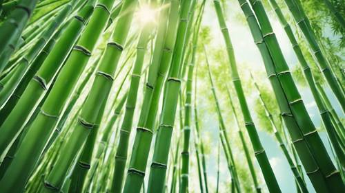 An image of green bamboo stalks reaching towards a bright sky, with a quote about aspiration and growth.