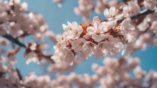 Un cerezo de color canela en plena floración contra un cielo azul claro.